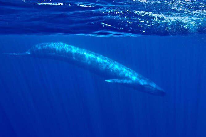 Offshore Snorkeling Adventure San Diego - Physical Fitness Requirement