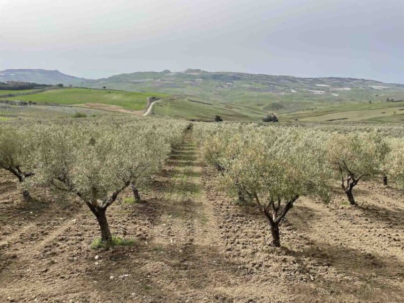 Oil and Food Tasting in the Province of Agrigento - Itinerary Highlights