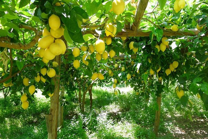 Oil, Cheese And Lemon Tour - Immersive Tour Experience