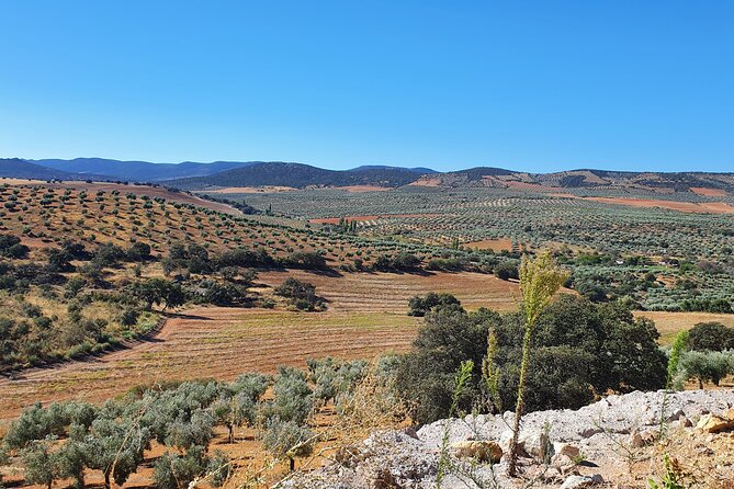 Oil Tourism at Finca La Pontezuela - Highlights of the Tour
