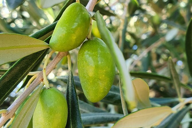 Oil Tourism at Finca La Pontezuela - Since You Asked