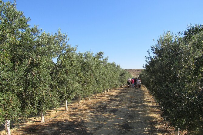 Oil Tourism in Pulpí Discover the World of EVOO - Traveler Reviews and Ratings