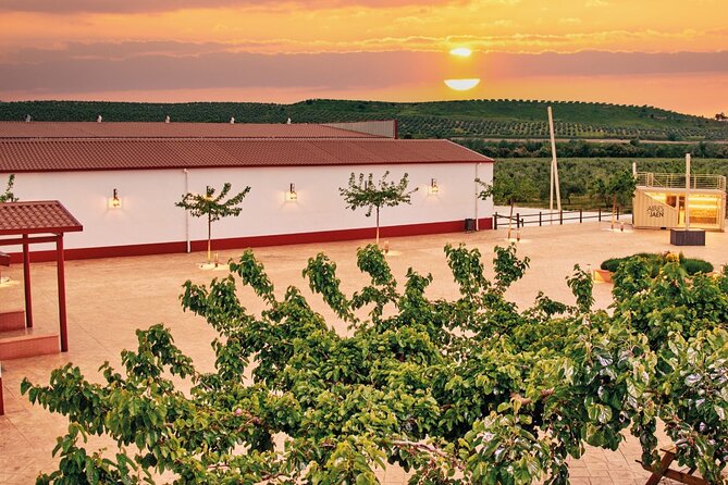 Oil Tourism With the 5 Senses - Tasting the Olive Oil
