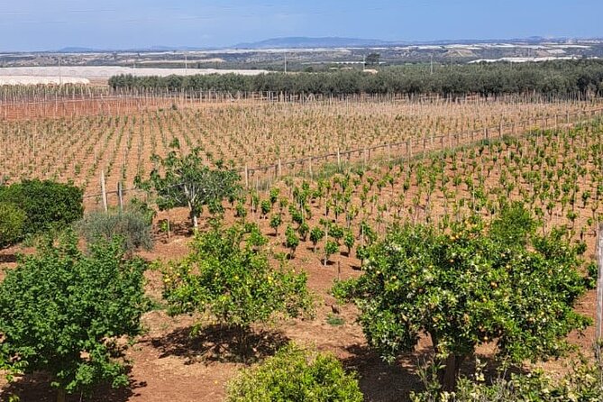 Oil, Wine and Cooking Class Activity in Sicily - Highlights of the Experience