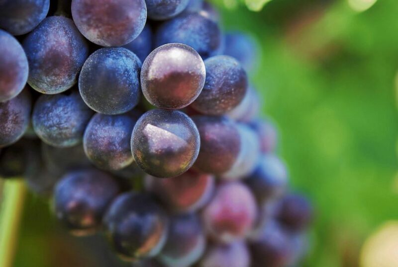 Oil & Wine Tasting - Overview of the Experience