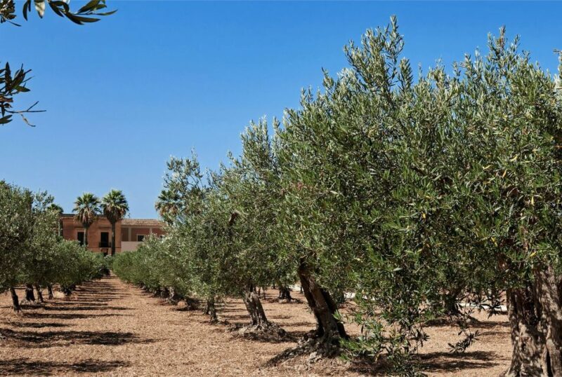 Oil & Wine Tasting - What to Expect on Your Tour