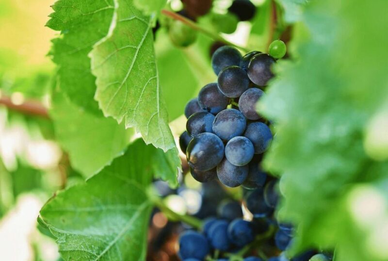 Oil & Wine Tasting - Important Information for Guests
