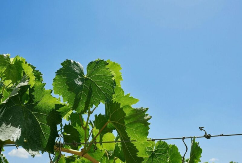 Oil & Wine Tasting - Since Your Asked