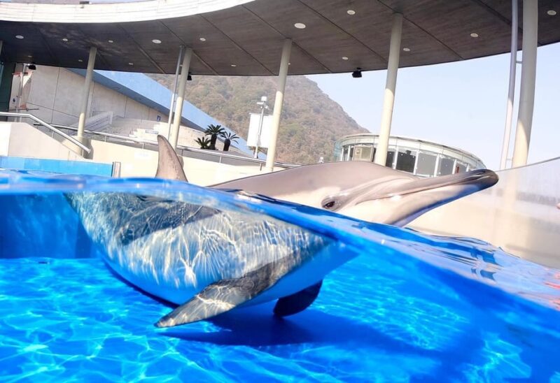 Oita Marine Palace Aquarium Umitamago Entry Ticket - Stunning Coastal Location