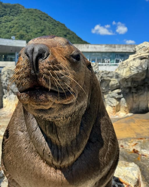Oita Marine Palace Aquarium Umitamago Entry Ticket - Ticket Redemption Process