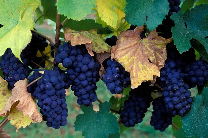 Okanagan Falls Wine Experience From Vernon - 4 Wineries - Additional Accessibility Information