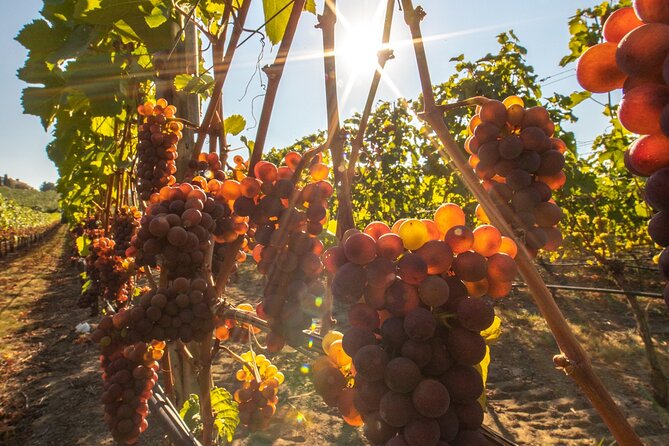 Okanagan Falls Wine Tour Full Day Guided With 5 Wineries - Weather and Health Considerations