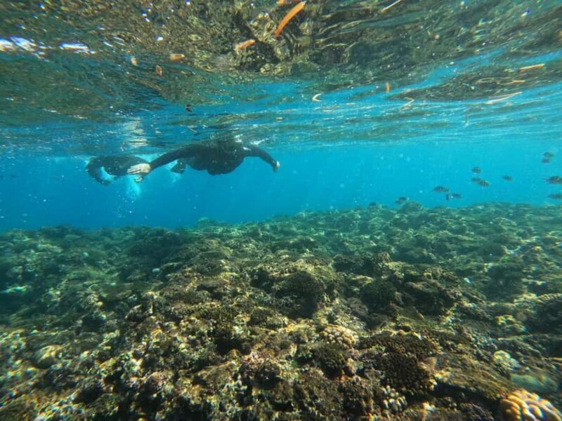 Okinawa: Blue Cave Private Snorkeling Tour with Guide - Key Points