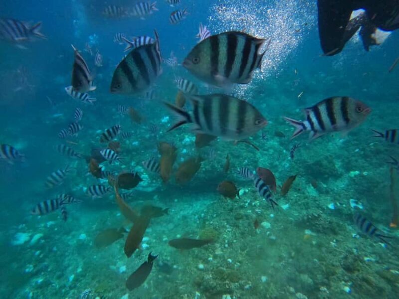 Okinawa: Blue Cave Private Snorkeling Tour with Guide - Who Will Love This Tour?