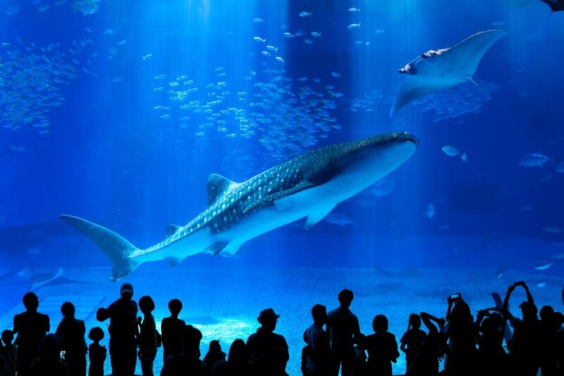 Okinawa: Bus Tour to Churaumi Aquarium With Sightseeing - Itinerary Highlights