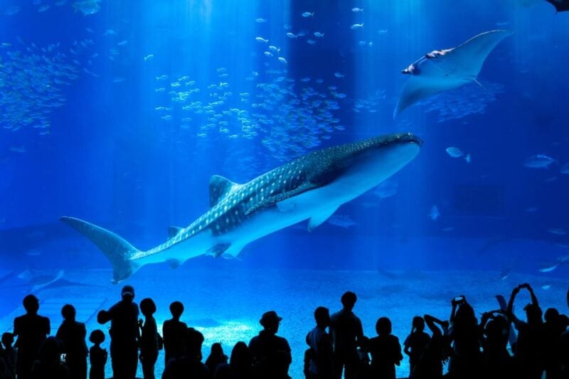 Okinawa: Bus Tour to Churaumi Aquarium With Sightseeing - Pickup Information