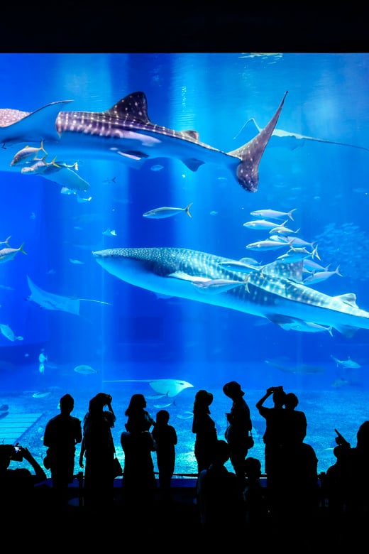 Okinawa: Bus Tour to Churaumi Aquarium With Sightseeing - Important Information