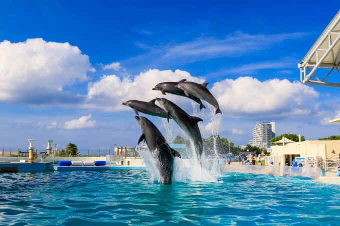 Okinawa: Bus Tour to Churaumi Aquarium With Sightseeing - Discovering Mihama American Village
