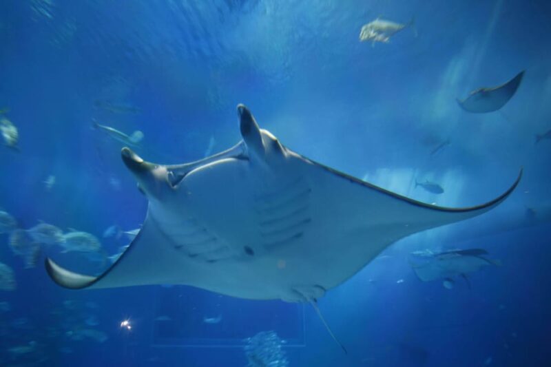 Okinawa: Bus Tour to Churaumi Aquarium With Sightseeing - Key Points