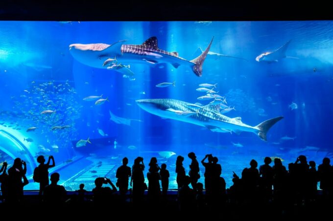 Okinawa: Bus Tour to Churaumi Aquarium With Sightseeing - Frequently Asked Questions