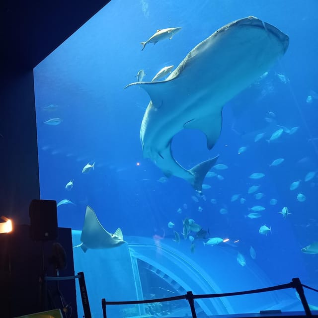 Okinawa: Churaumi Aquarium Entry Ticket - Key Points