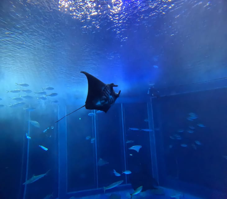 Okinawa: Churaumi Aquarium Entry Ticket - Aquarium Highlights