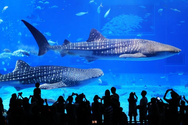 Okinawa: Churaumi Aquarium, Ryukyu Village & Manza Cape Tour - Itinerary Highlights