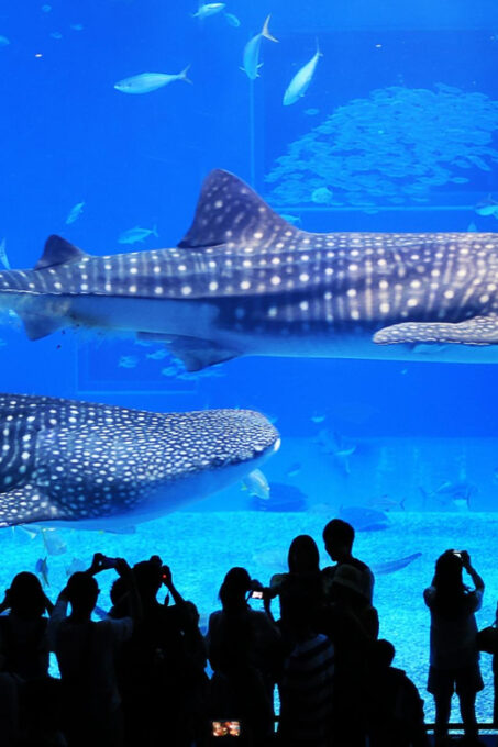 Okinawa: Churaumi Aquarium, Ryukyu Village & Manza Cape Tour - Important Information and Restrictions