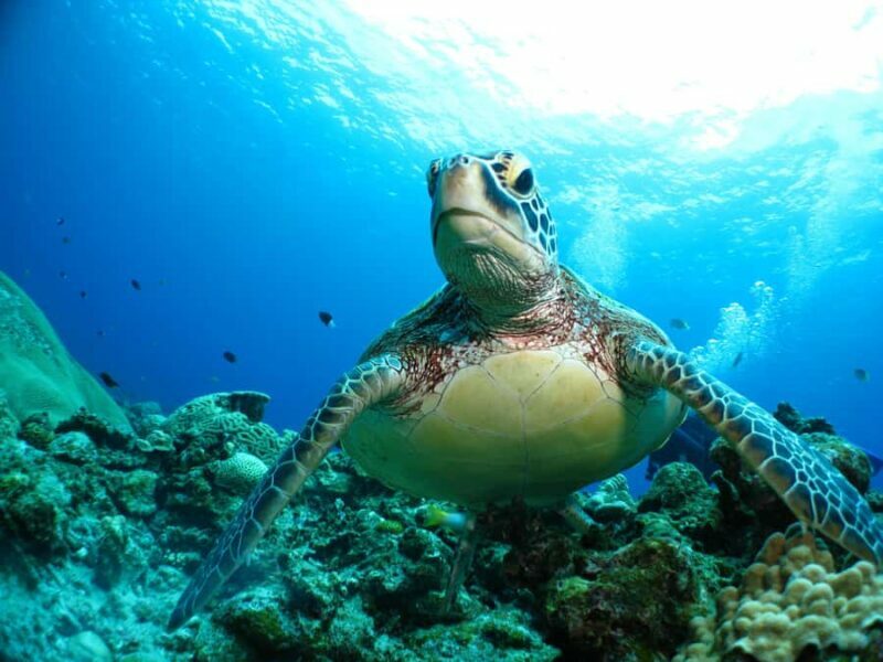 Okinawa: From Naha Full-Day Kerama Islands Snorkeling Tour - FAQ
