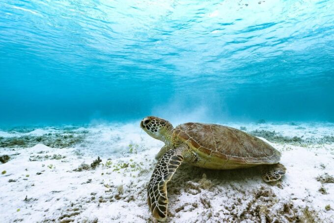 Okinawa Full-Day Tour With Daily Chauffeur - Cape Chinen Seaside Serenity