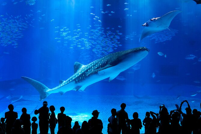 Okinawa Hip-hop Bus B Course Tour (Okinawa Churaumi Aquarium) - Key Points