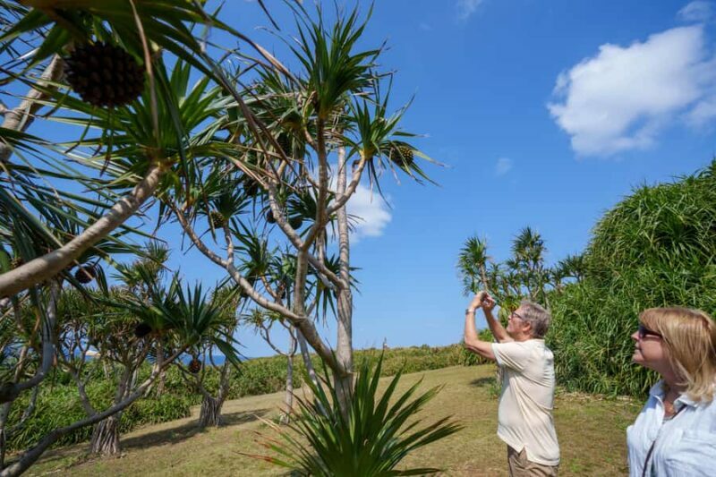 Okinawa Ishigaki Island Private Tour - Key Points