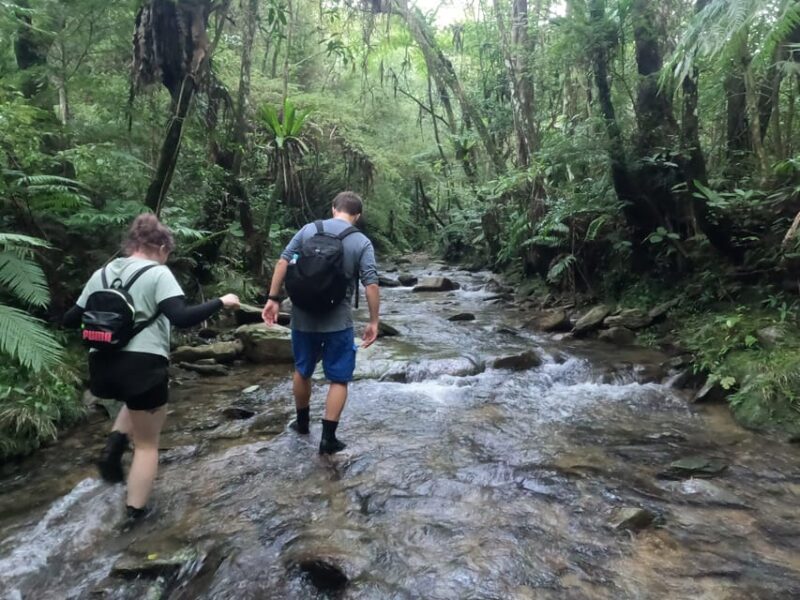 Okinawa: Jungle River Trek: Private Tour in Yanbaru - Itinerary and Activities