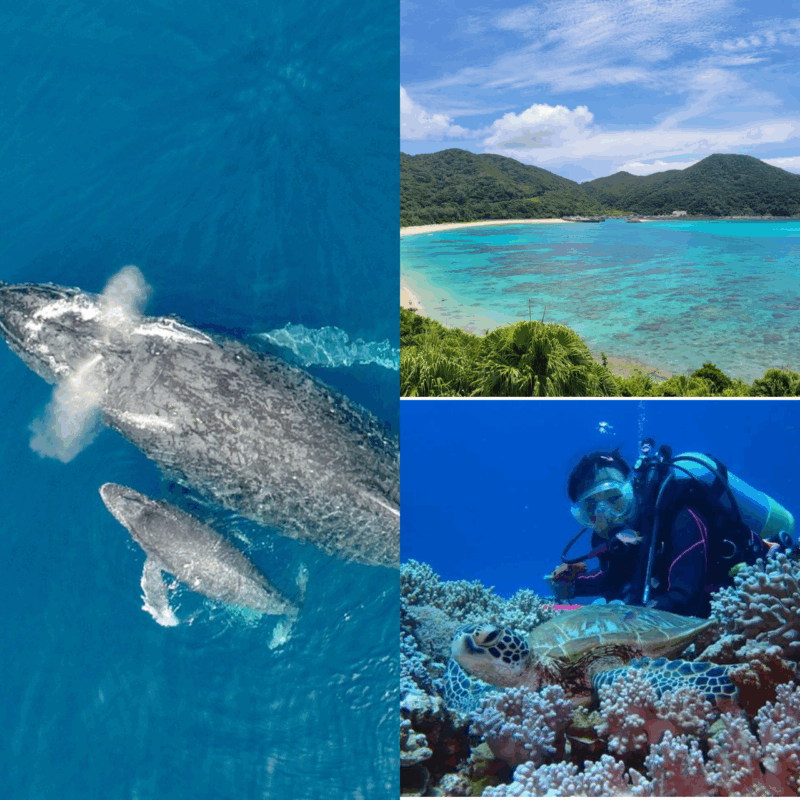 Okinawa: Kerama, Tokashiki Island and Whale Watching Tour - Key Points