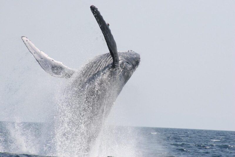 Okinawa: Kerama, Tokashiki Island and Whale Watching Tour - Inclusions and What to Bring