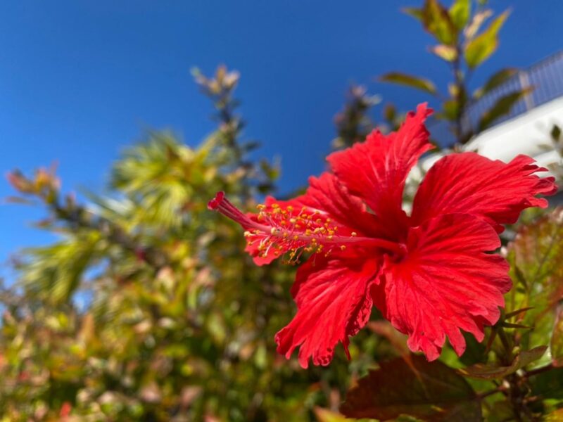 Okinawa: Kerama, Tokashiki Island and Whale Watching Tour - Important Information