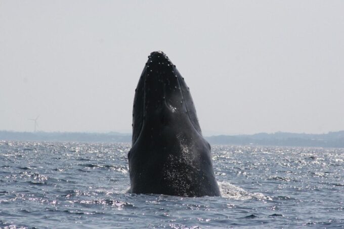Okinawa: Kerama, Tokashiki Island and Whale Watching Tour - FAQ