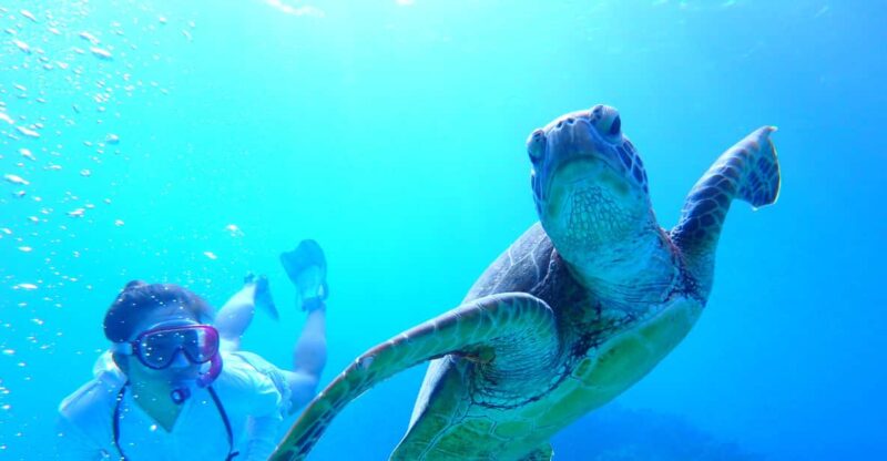 Okinawa : Kerama Whole Day Snorkeling Tour From Chatan - Experience Highlights
