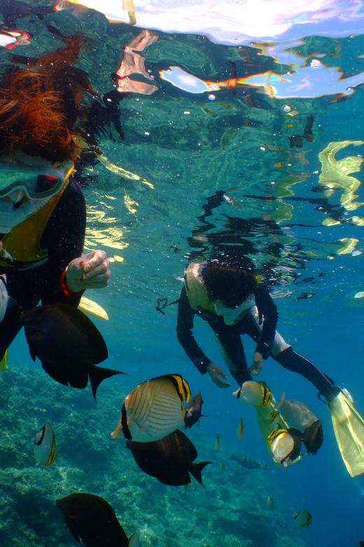 Okinawa : Kerama Whole Day Snorkeling Tour From Chatan - Customer Reviews and Feedback