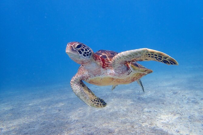 [Okinawa Miyako] [1 Day] Superb View Beach SUP / Canoe & Tropical Snorkeling !! - Pickup and Meeting Points
