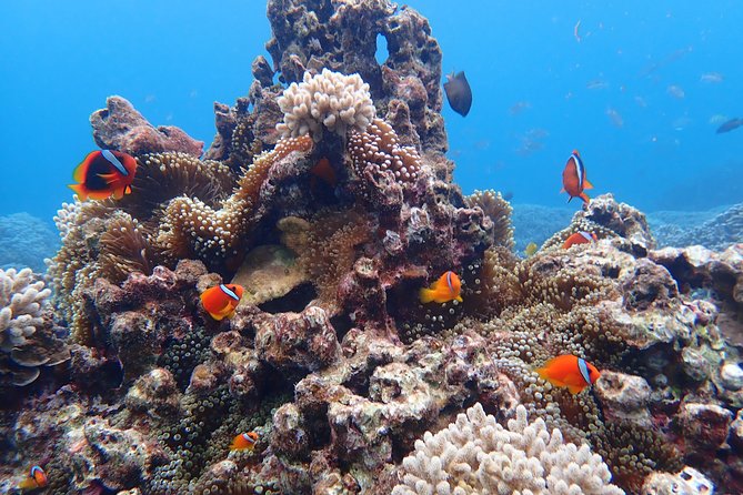 Okinawa Miyako Natural Aquarium! Tropical Snorkeling With Colorful Fish! - Safety and Participant Benefits