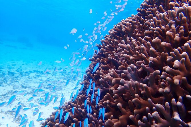 Okinawa Miyako Natural Aquarium! Tropical Snorkeling With Colorful Fish! - Meeting and Pickup Locations