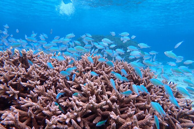 Okinawa Miyako Natural Aquarium! Tropical Snorkeling With Colorful Fish! - Booking Confirmation and Policies