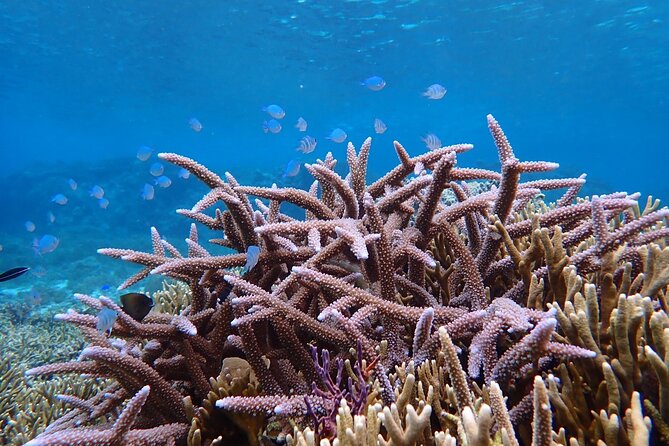 Okinawa Miyako Natural Aquarium! Tropical Snorkeling With Colorful Fish! - Restrictions and Accessibility