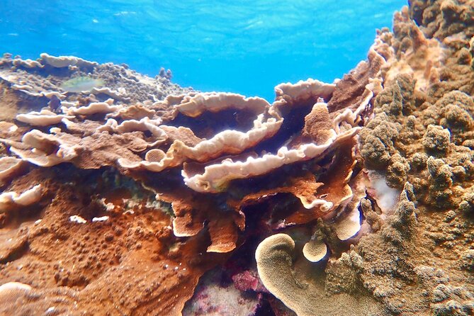 Okinawa Miyako Natural Aquarium! Tropical Snorkeling With Colorful Fish! - Transportation and Accessibility