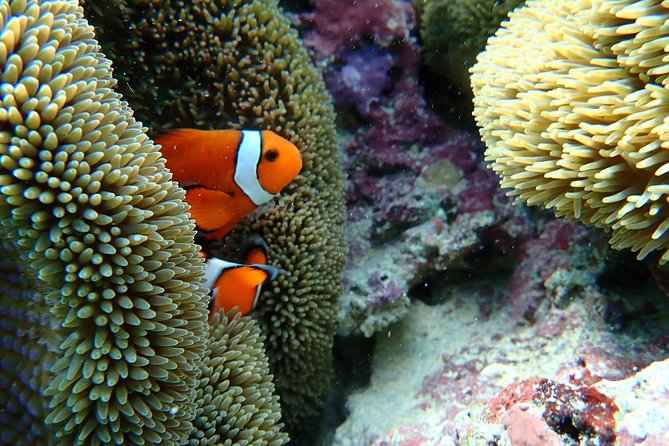 Okinawa Miyako Natural Aquarium! Tropical Snorkeling With Colorful Fish! - Group Size and Timing
