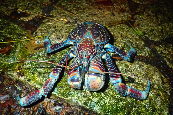 Okinawa Miyako: Natural Planetarium! Starry Sky & Subtropical Jungle Night Tour - Cancellation Policy