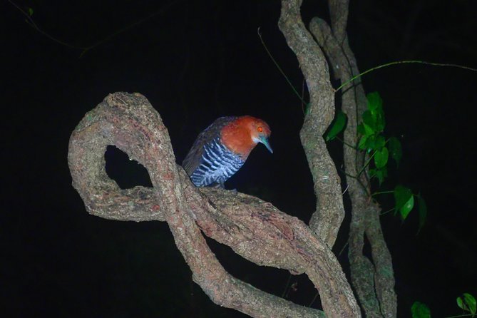 Okinawa Miyako: Natural Planetarium! Starry Sky & Subtropical Jungle Night Tour - Exploring the Starry Night Sky