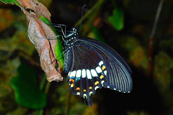 Okinawa Miyako: Natural Planetarium! Starry Sky & Subtropical Jungle Night Tour - Discovering the Subtropical Jungle