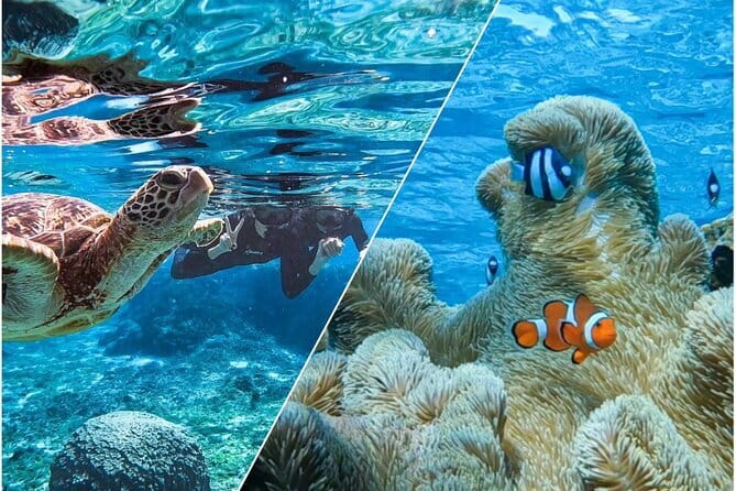 Okinawa Miyako Sea Turtle Snorkeling Free Pick up and Drop off - Stunning Miyakojima Destination